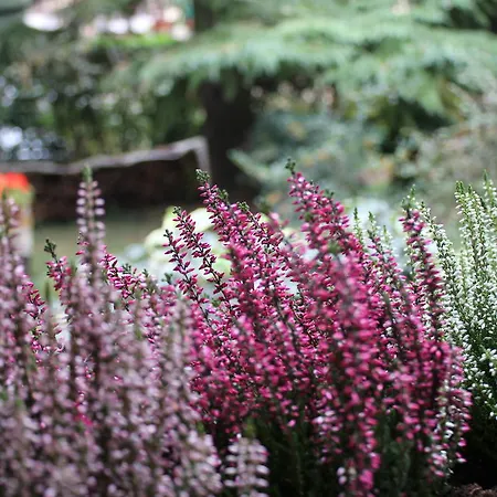 App Carolina Creazzo